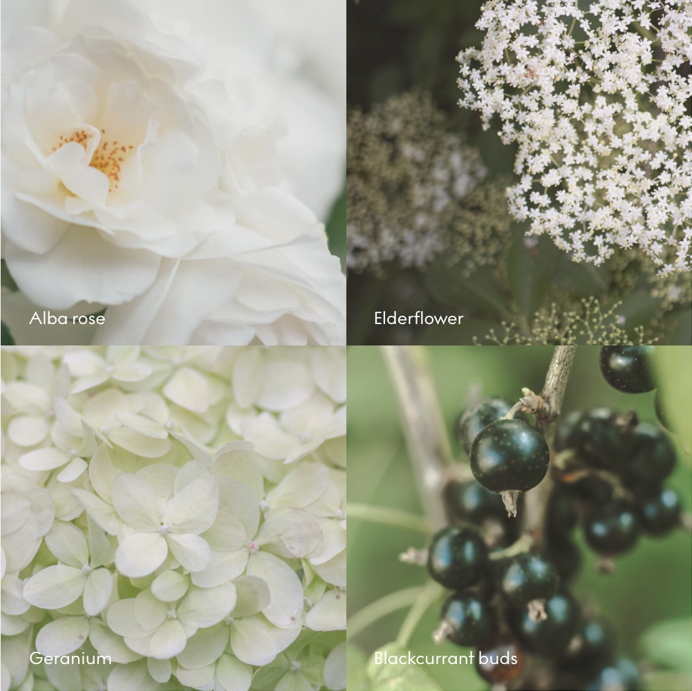 ROSENHAVE Scent Notes ROSENHAVE Scent Notes.jpg
