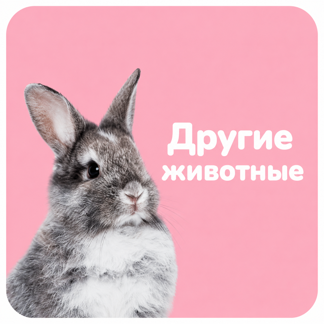 Все для грызунов