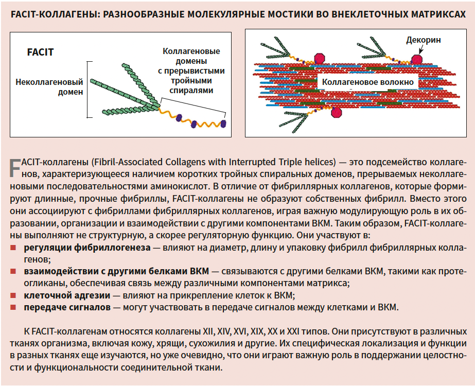 Турубара (коллаген) КМ 1-2025_справка-1 Турубара (коллаген) КМ 1-2025_справка-1.png