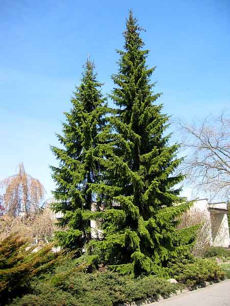 ЕЛЬ_СЕРБСКАЯ_PICEA_OMORIKA.jpg