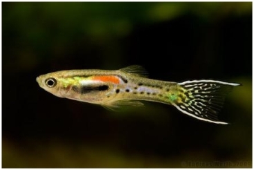 poecilia