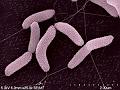 RejudiCare Очищающая эмульсия для чувствительной кожи Purecleanse (Пьюреклинз) 150 мл, фото 3