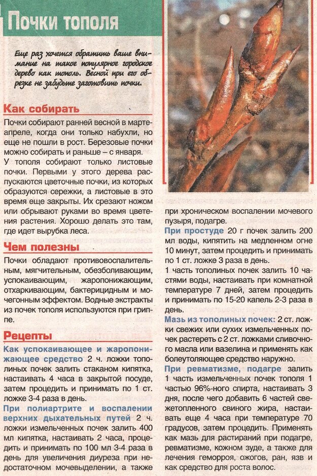 статья про черный тополь