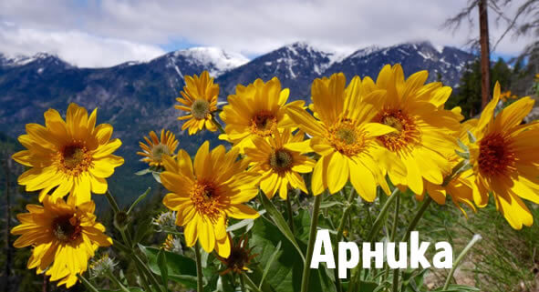Арника