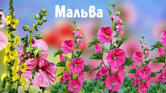 Мальва