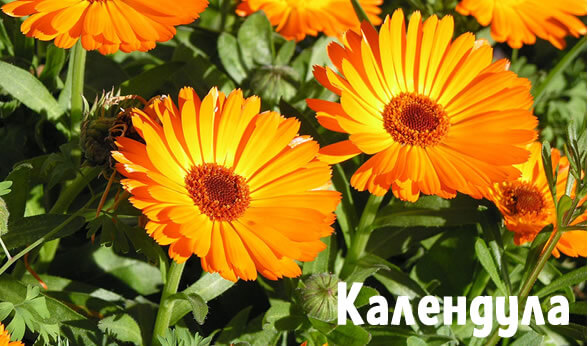 Календула