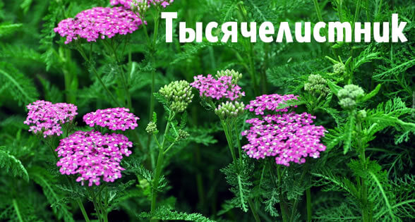 Тысячелистник