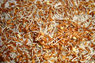 спраутер Tribest Freshlife проростки дома
