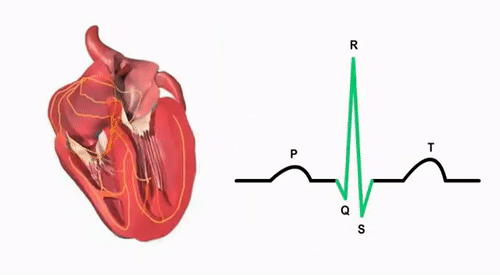 HEART-BEAT
