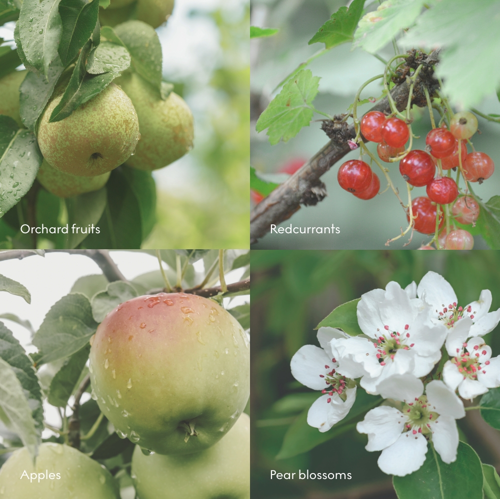 FJORD Scent Notes.jpg