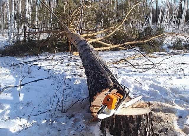 заготовка леса