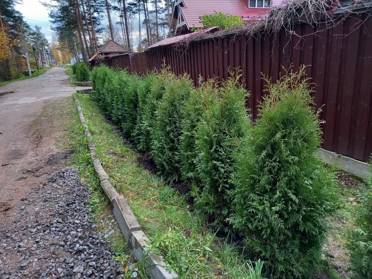 Туя Пирамидалис Компакта живая изгородь