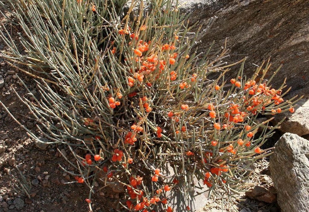 ephedra_intermedia_2