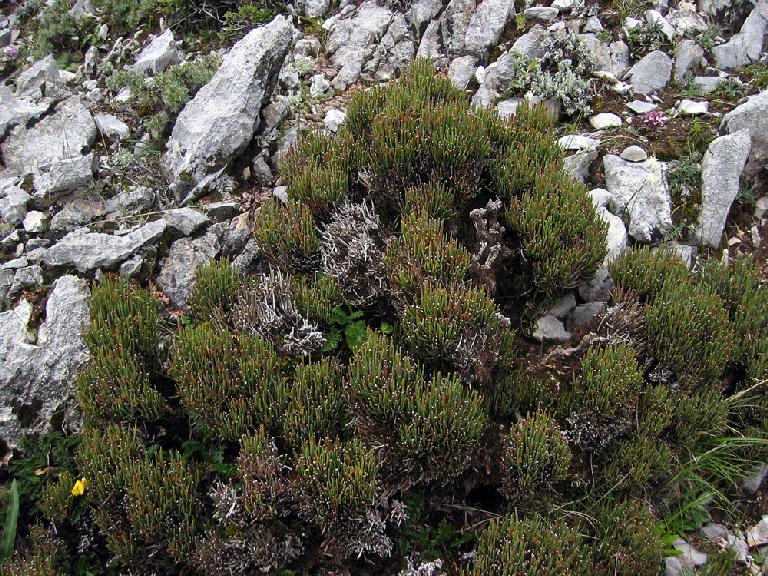 ephedra_intermedia_5