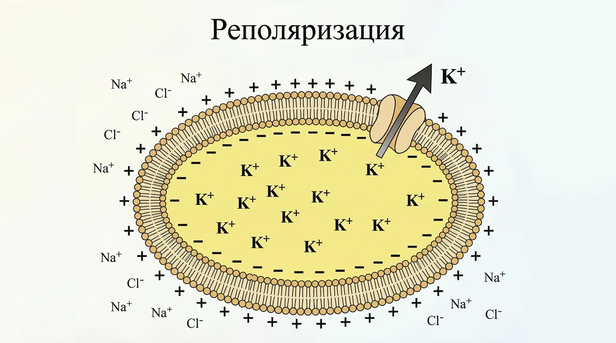 repolyarizaciya repolyarizaciya