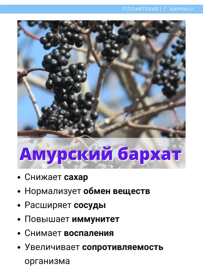 бархата амурский статья