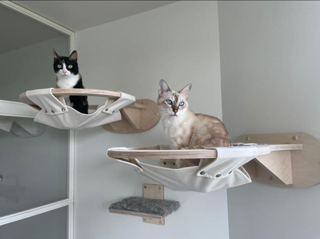 кошки в гамаках