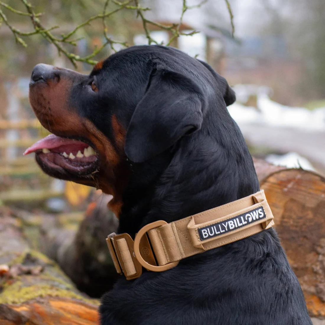 Rottie_Lighter.jpg-2 Rottie_Lighter.jpg-2.webp