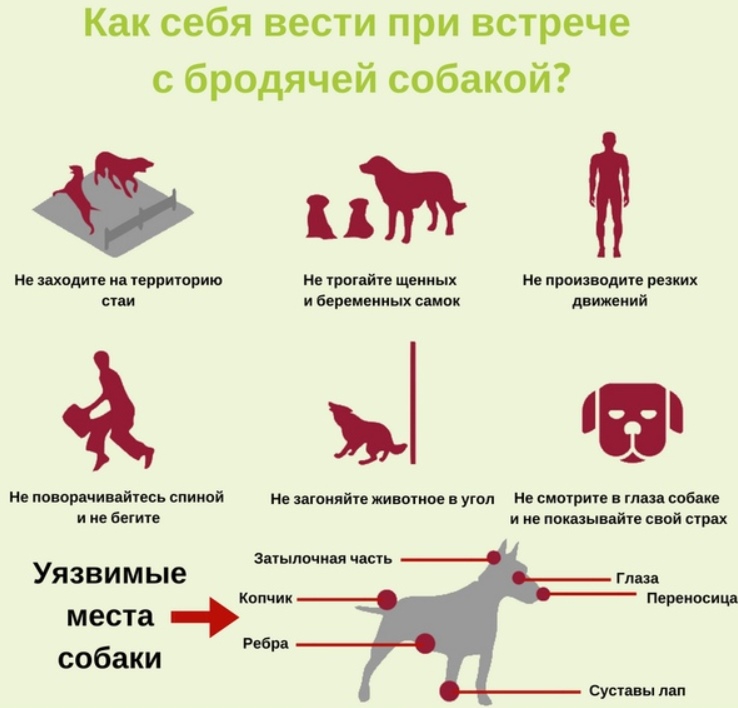 что делать и как вести себя при встрече с собакой