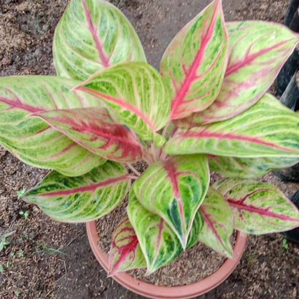 Аглаонема Red Panama