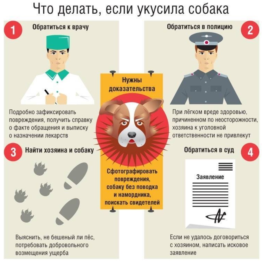 что делать если укусила собака