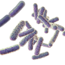 BIFIDOBACTERIUM BREVE