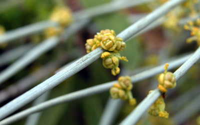 Ephedra_equisetina_5
