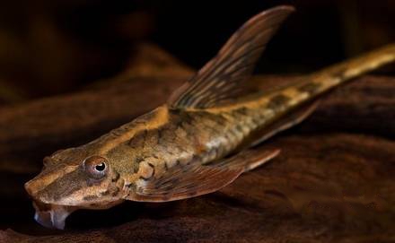 Sturisoma aureum