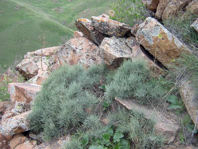 Ephedra_equisetina_6