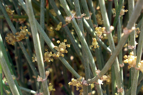 Ephedra_procera_3
