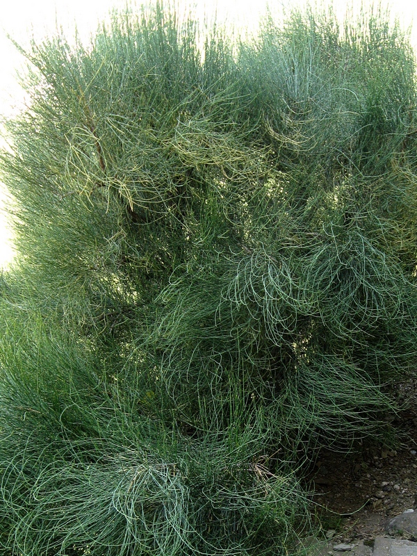Ephedra_procera_6