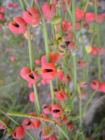 ephedra-gerardiana-2