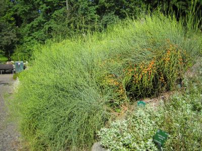 ephedra-gerardiana-3