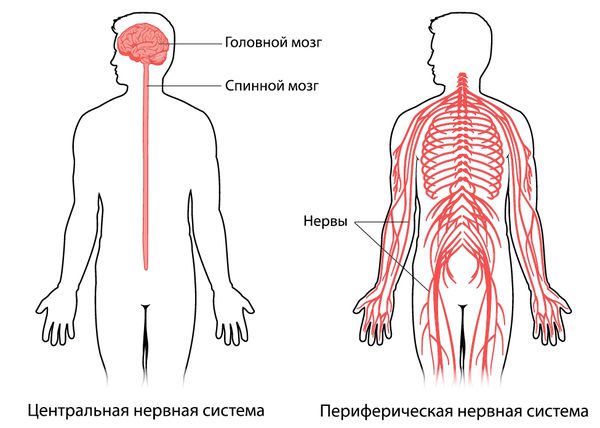 Нервная система