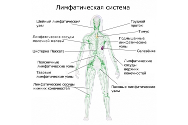 Схема лимфатической системы