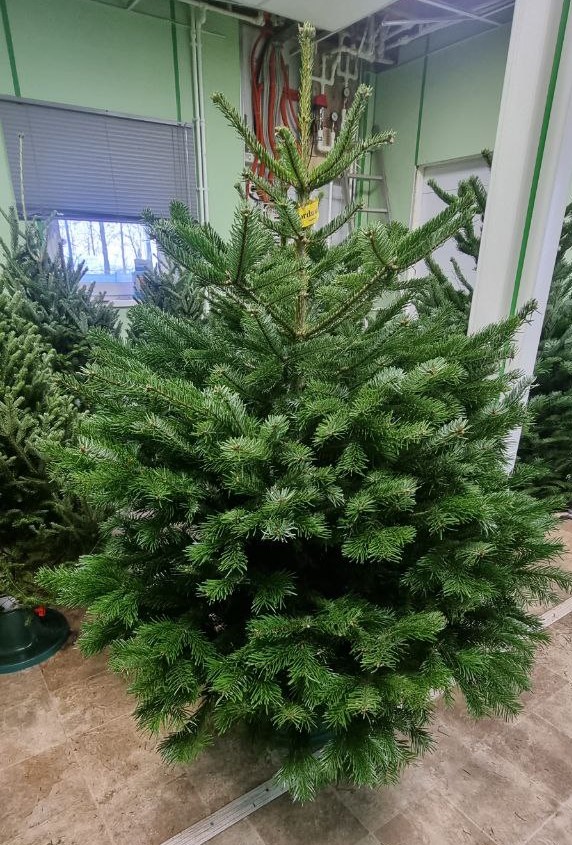 купить новогоднюю елку