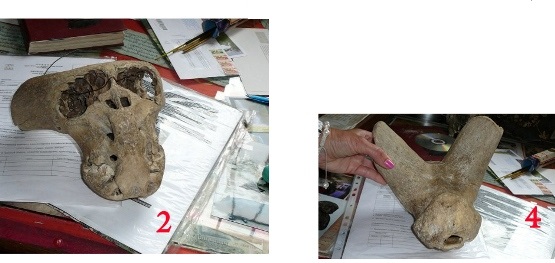 Череп из музея часть 2 и 4.jpg