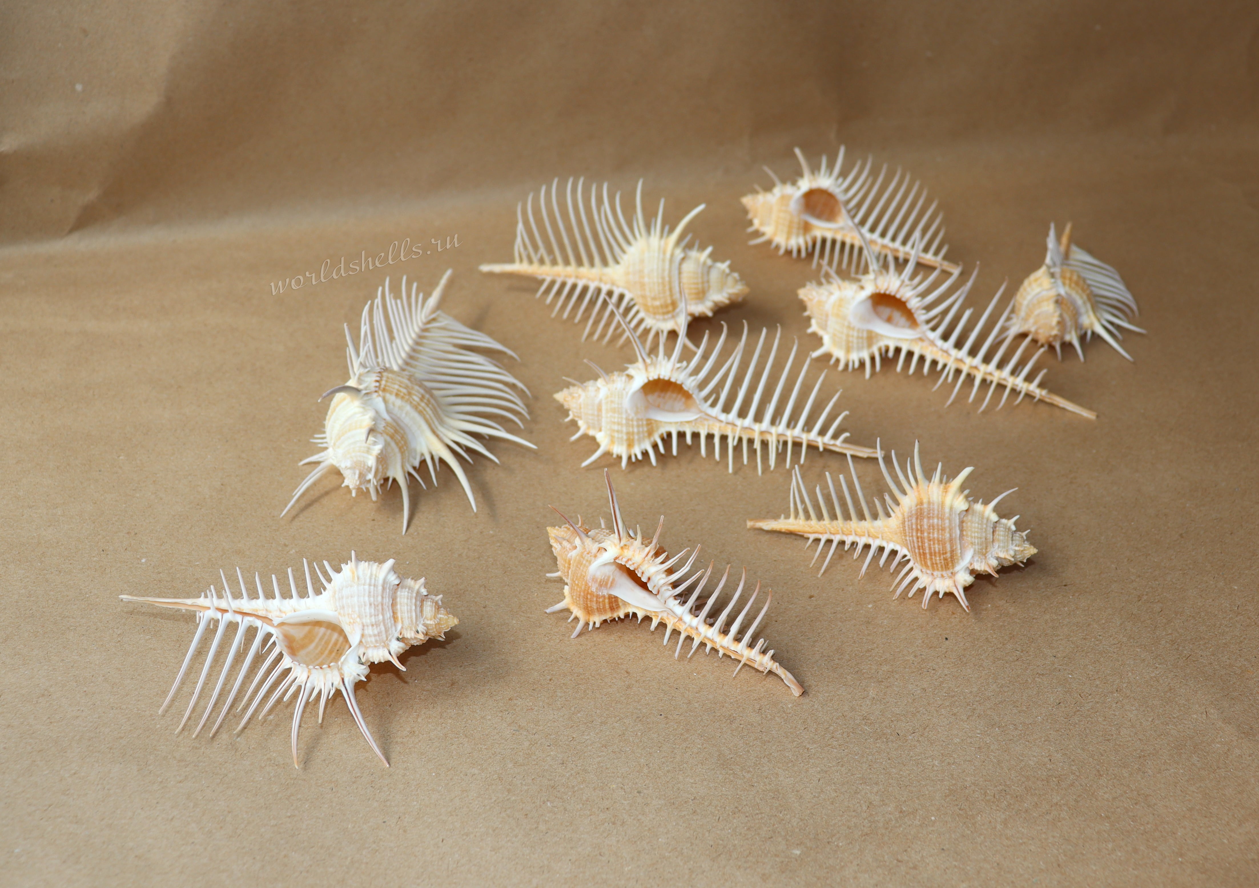 Коллекционные морские ракушки Murex pecten Коллекционные морские ракушки Гребень венеры