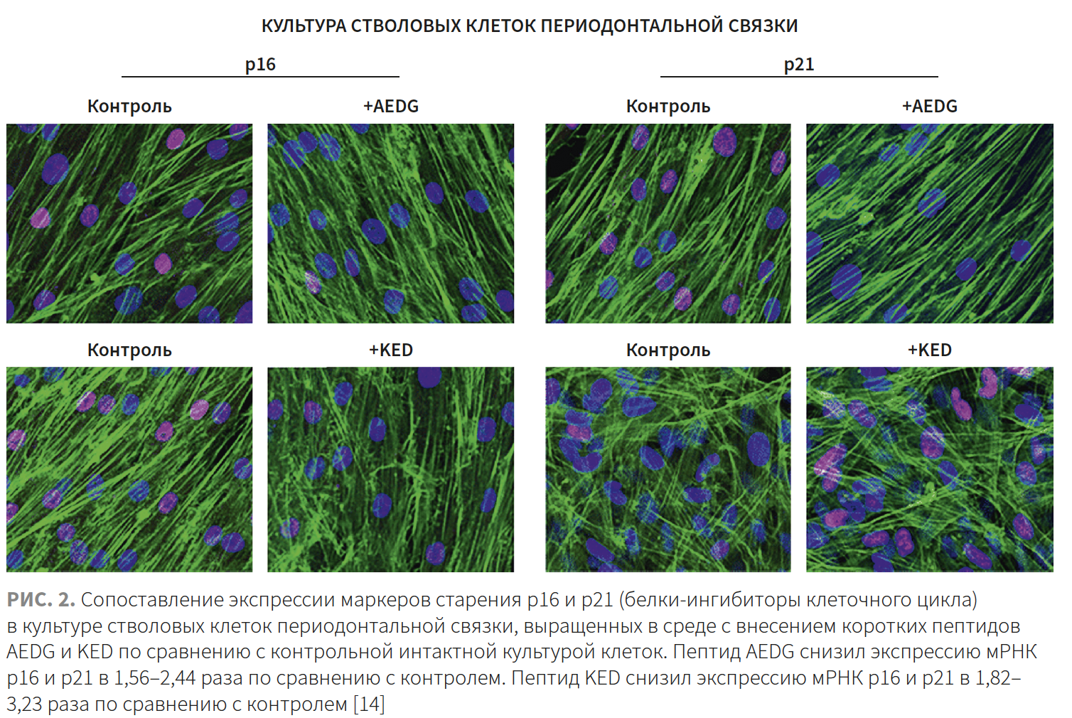 Добрянская КМ 2-2023 (Пептиды)_Рис 2 Добрянская КМ 2-2023 (Пептиды)_Рис 2.png