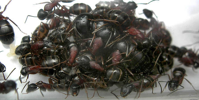 Семья Camponotus на зимовке