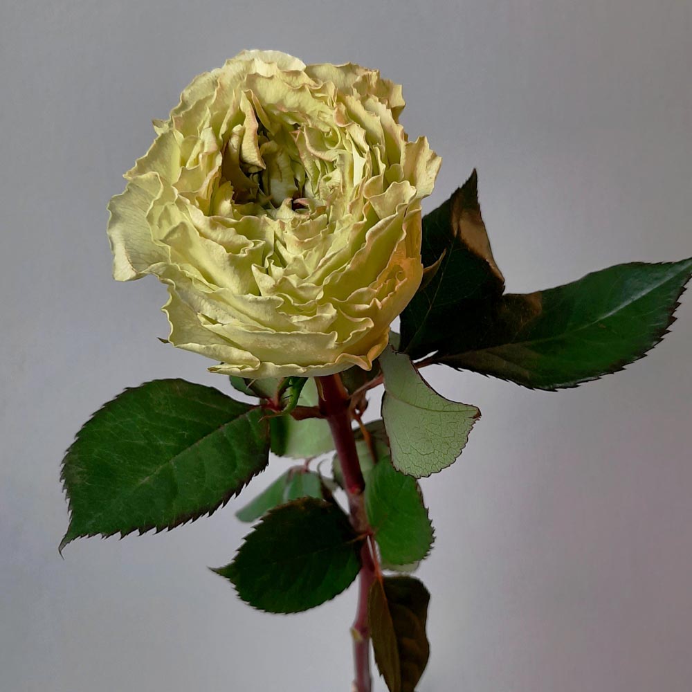 SecondFlor &mdash; Lime Cream, роза цвета лайм,розы лаймовых оттенков.jpg