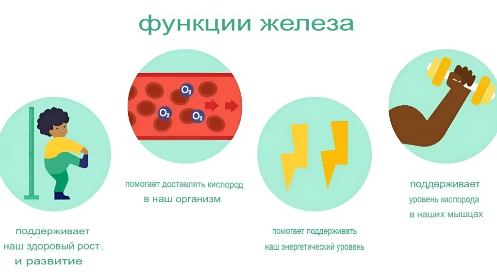 Функции железа для организма Функции железа для организма