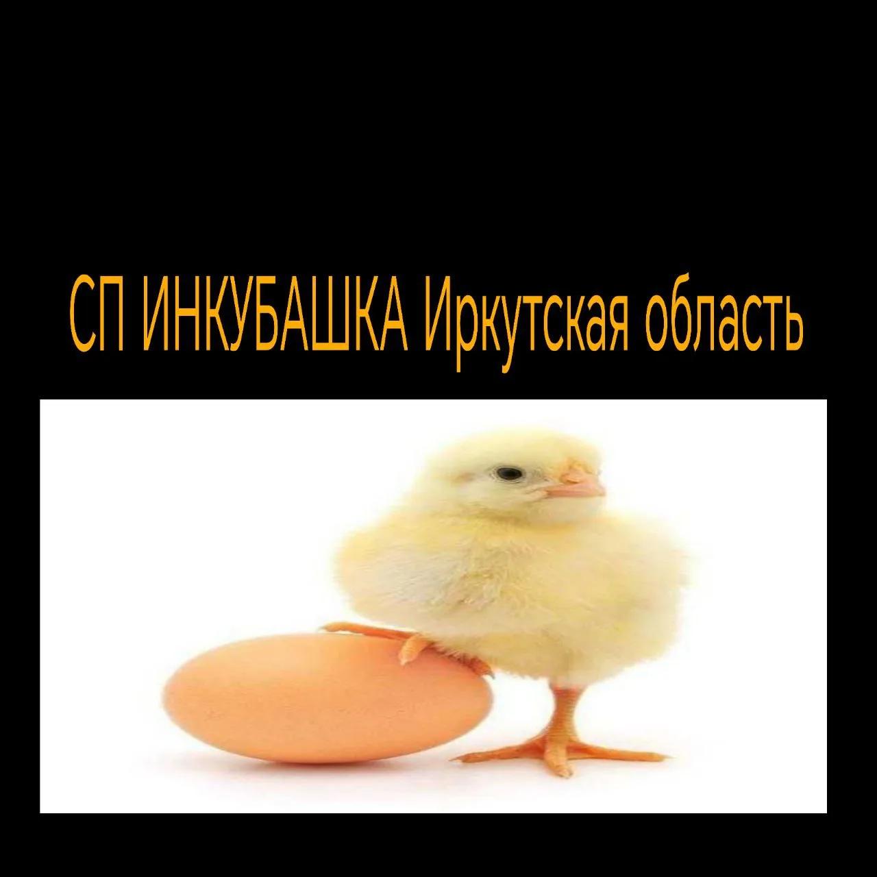 Инкубашка 38