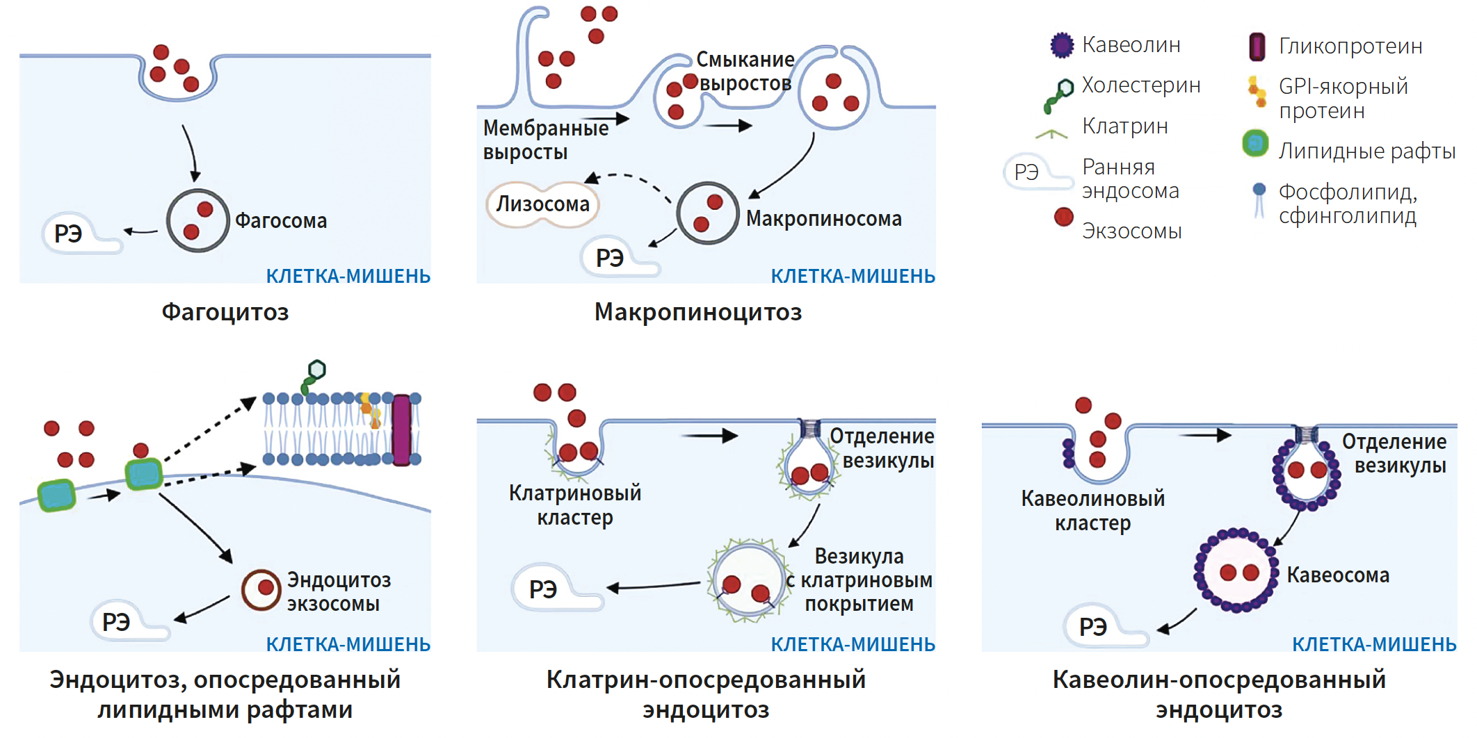 Эрнадес (КИТ МЕД) КМ 2-2025_Рис 8 Эрнадес (КИТ МЕД) КМ 2-2025_Рис 8.png