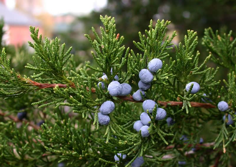 Juniperus-virginiana-3