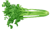 Свежевыжатый сельдереевый сок