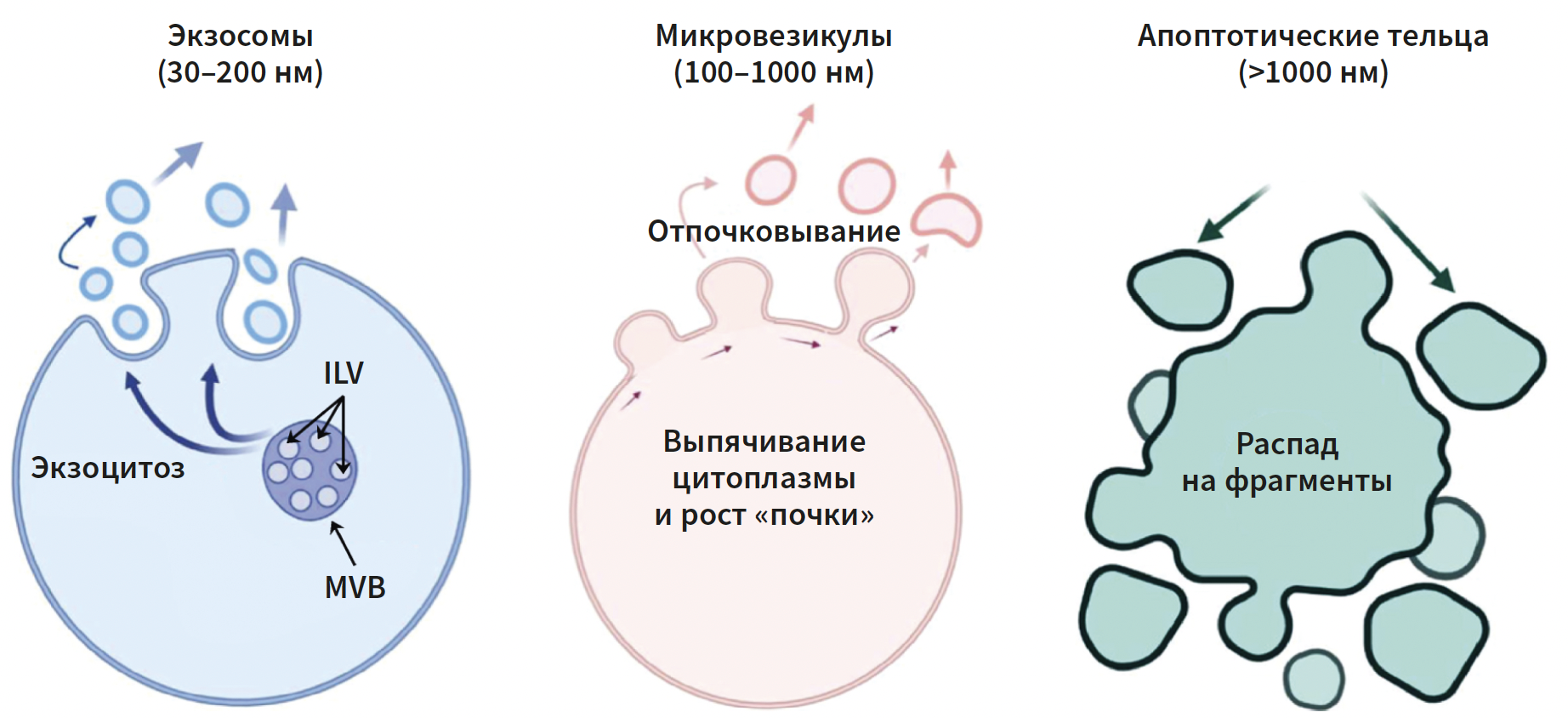 Эрнадес (КИТ МЕД) КМ 2-2025_Рис 4 Эрнадес (КИТ МЕД) КМ 2-2025_Рис 4.png