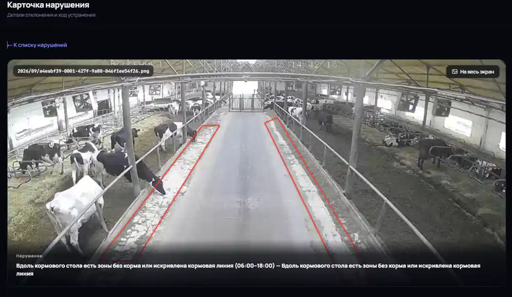 Коровы в коровнике и выделенные красным участки кормового стола