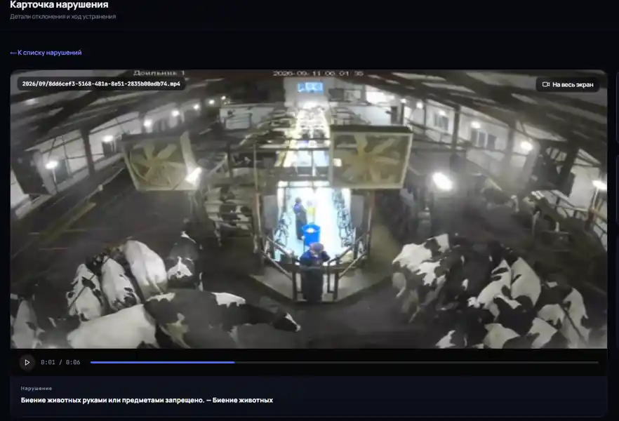 Животные в доильном зале; карточка GlazGo с правилом о запрете ударов руками и предметами