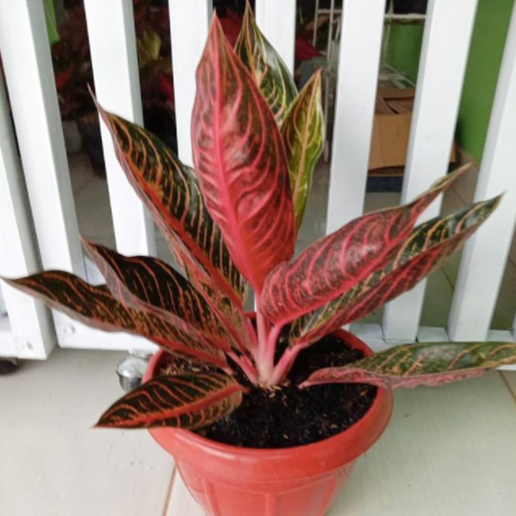 Аглаонема Red Sumatra
